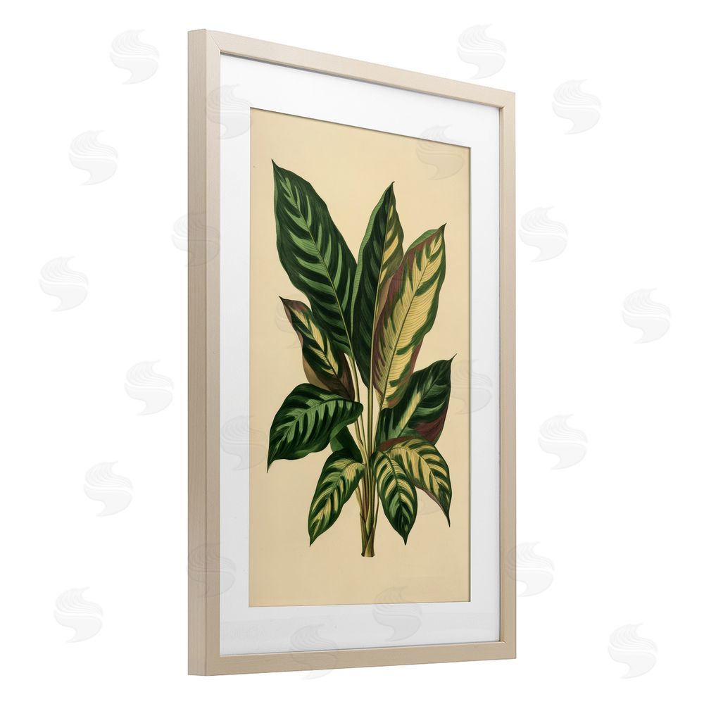 Petal Prints Design Tropical Leaves Green Fronds Birch Framed Print Under Glass with White Mat Wall Art