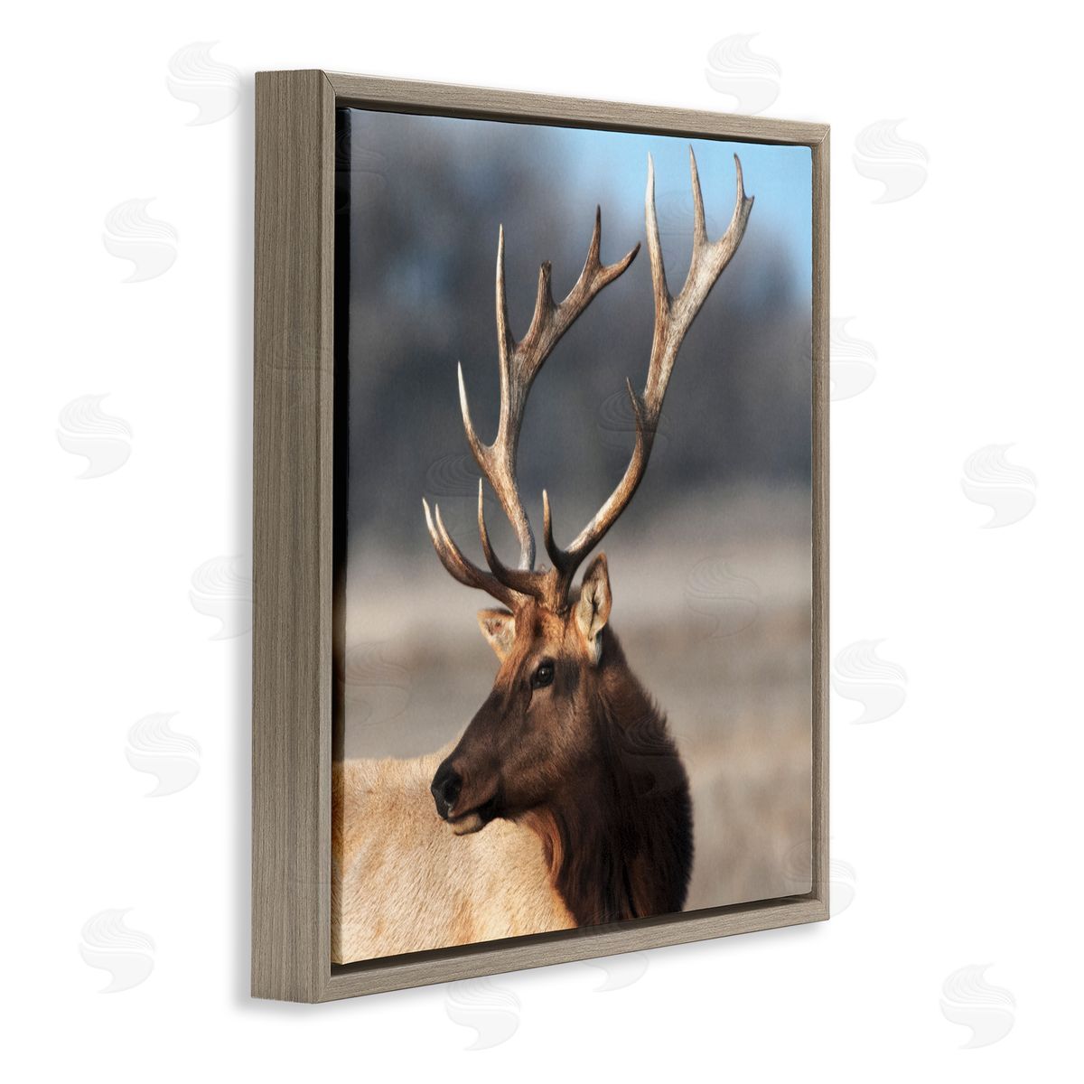 Danita Delimont Stunning Elk Portrait Brown Floating Frame Canvas Art Print