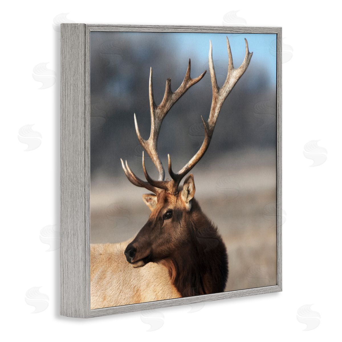 Danita Delimont Stunning Elk Portrait Gray Framed Giclee Art Print
