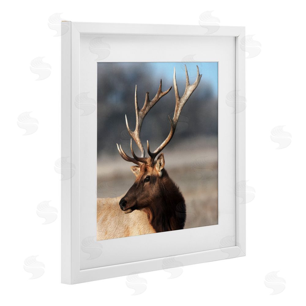 Danita Delimont Stunning Elk Portrait White Framed Print Under Glass Art