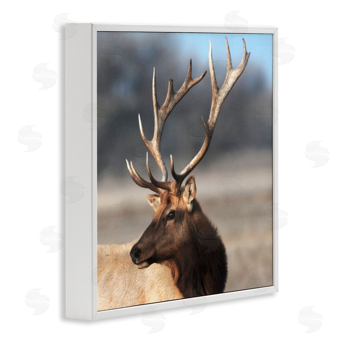 Danita Delimont Stunning Elk Portrait White Frame Giclee Art Print
