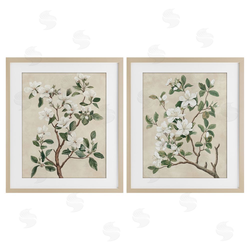 Petal Prints Design Vintage White Floral Blossomed Trees Birch Framed Print Under Glass with White Mat Wall Art