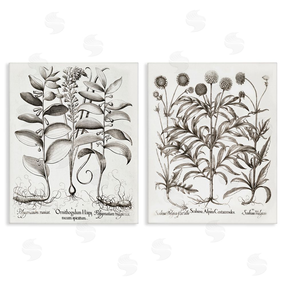 Lettered and Lined Botanical Root & Plant Studies Stretched Canvas Wall Art Print