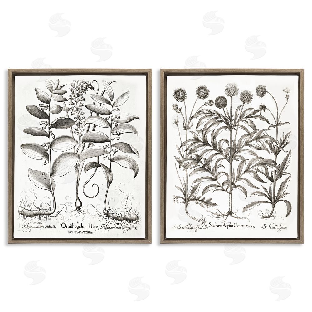 Lettered and Lined Botanical Root & Plant Studies Brown Floating Frame Canvas Wall Art Print