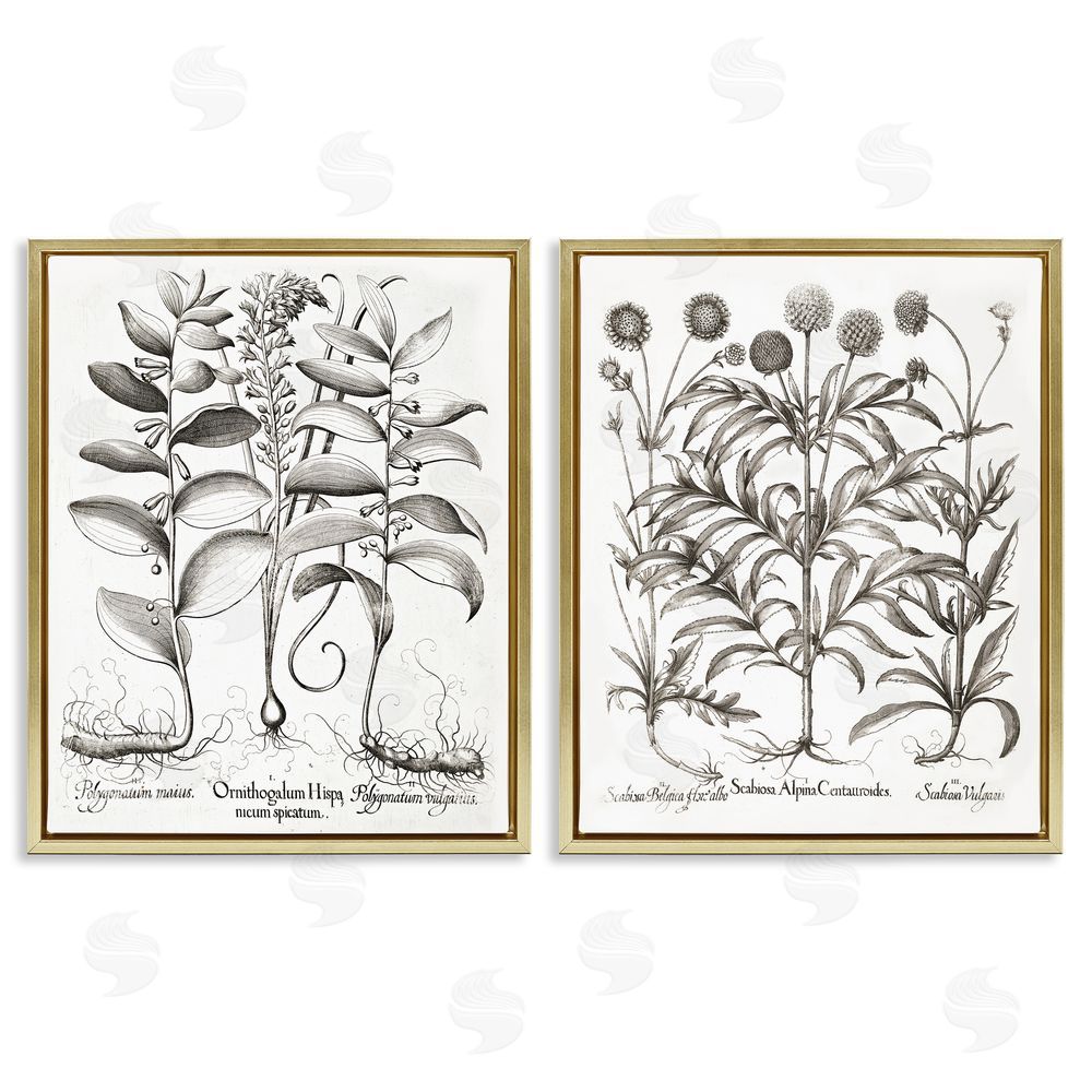 Lettered and Lined Botanical Root & Plant Studies Gold Floating Frame Canvas Wall Art Print
