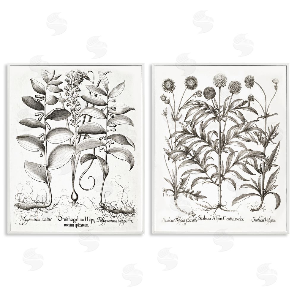 Lettered and Lined Botanical Root & Plant Studies White Framed Giclee Print Wall Art