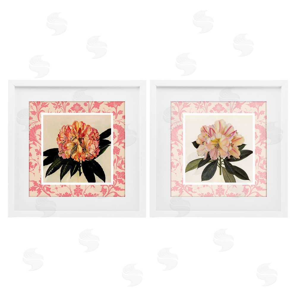 Livi Finn Pink Vintage Pattern Botanicals White Framed Print Under Glass Wall Art