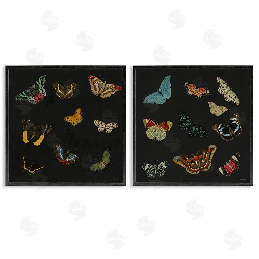 Sundance Graphics Entomology Collection on Black Black Framed Giclee Wall Art Print