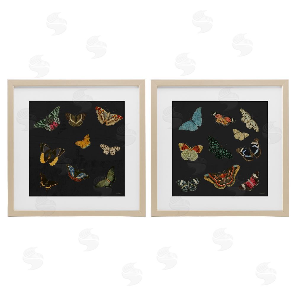 Sundance Graphics Entomology Collection on Black Birch Framed Print Under Glass Wall Art