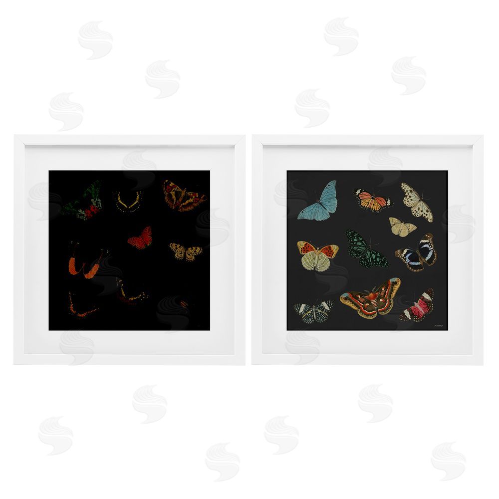 Sundance Graphics Entomology Collection on Black White Framed Print Under Glass Wall Art