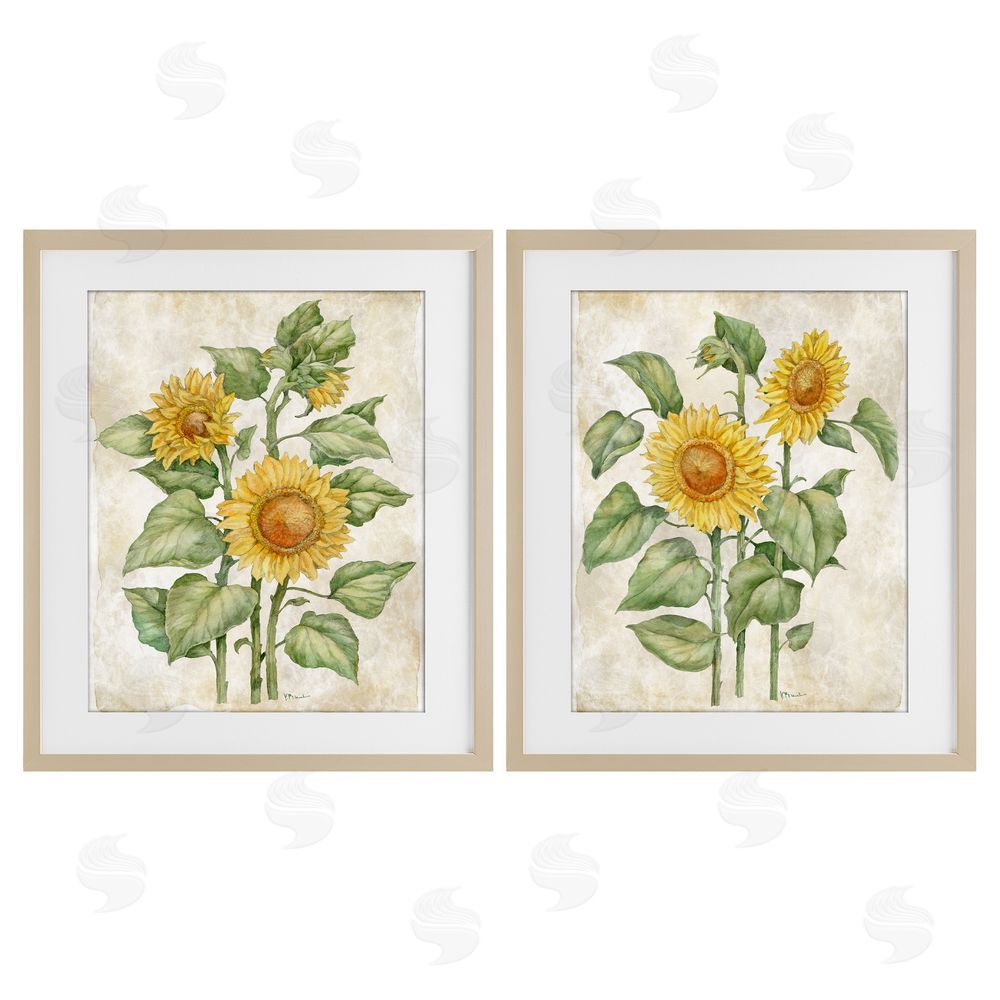 Paul Brent Floral Journal Sunflower Studies Brown Framed Print Under Glass Wall Art