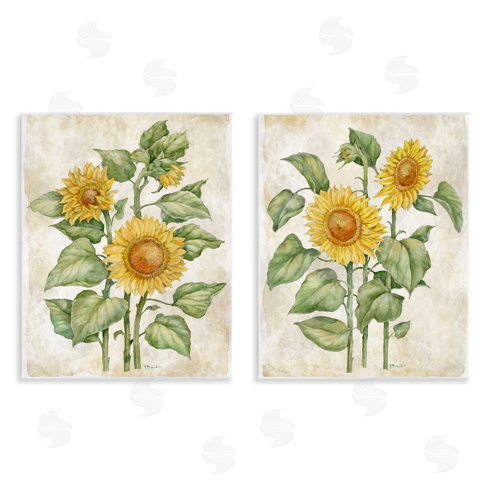 Paul Brent Floral Journal Sunflower Studies Wall Plaque Home Decor Art Print