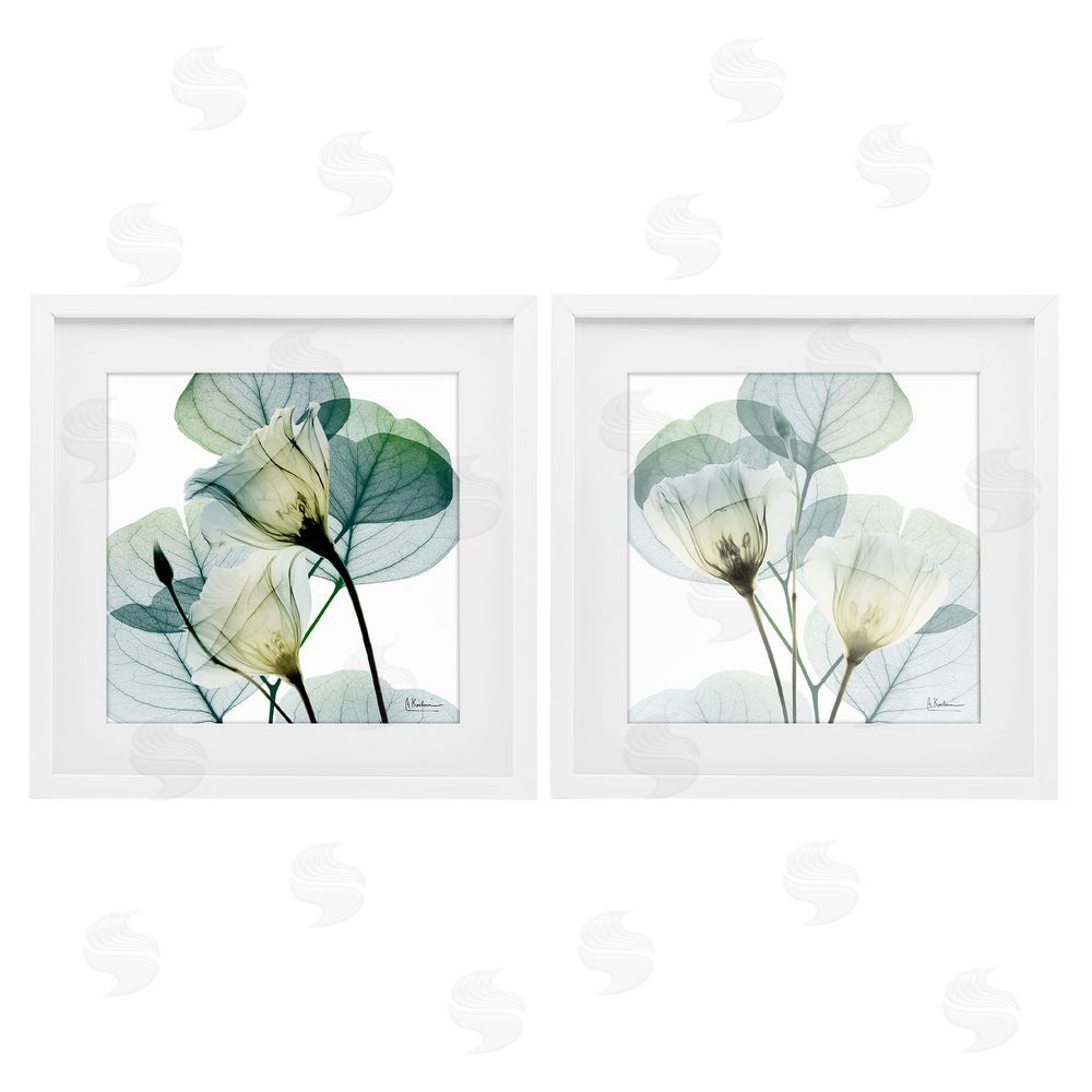 Albert Koetsier Divine Fate Flowers White Framed Print Under Glass Wall Art