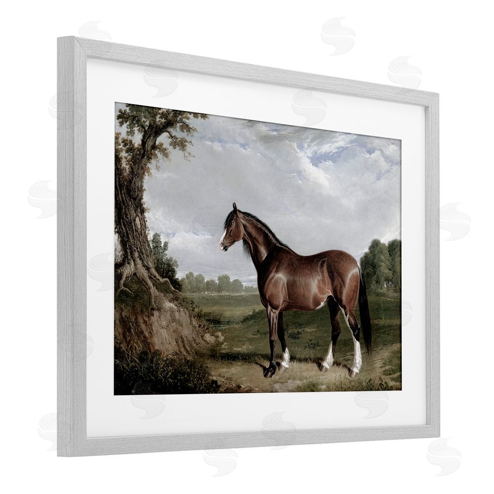 Corinne Haig Majestic Equine Nature Portrait Gray Framed Print Under Glass Art