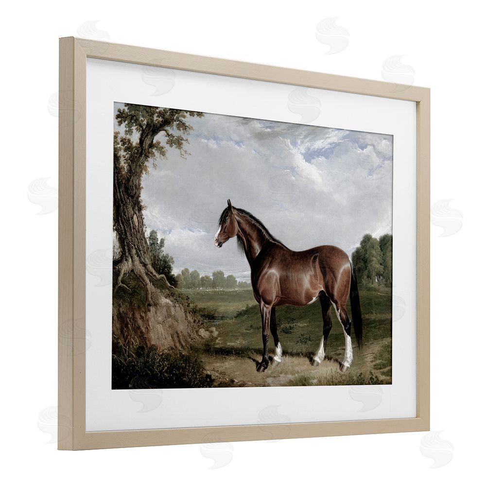 Corinne Haig Majestic Equine Nature Portrait Birch Framed Print Under Glass Art