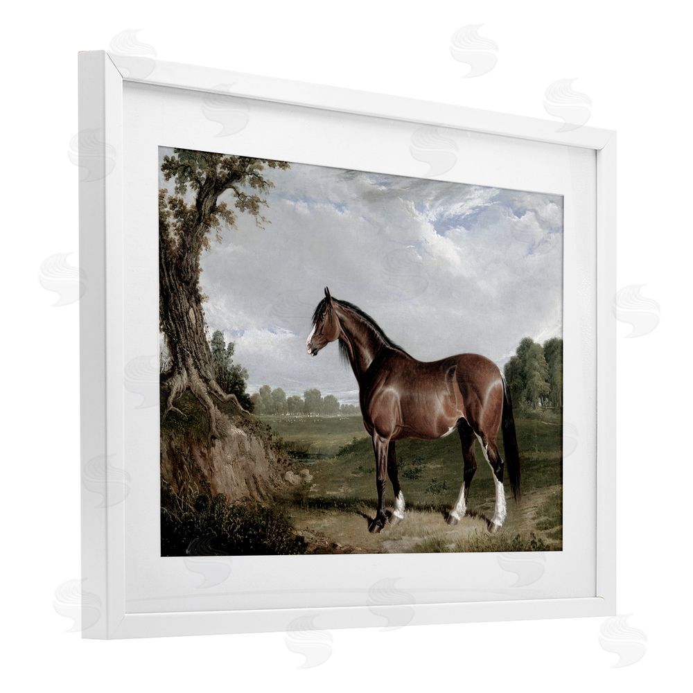 Corinne Haig Majestic Equine Nature Portrait White Framed Print Under Glass Art