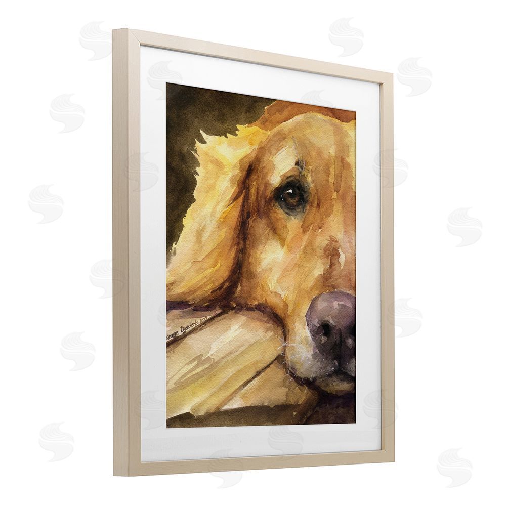 George Dyachenko Sight of Golden Retriever Birch Framed Print Under Glass with White Mat Wall Art