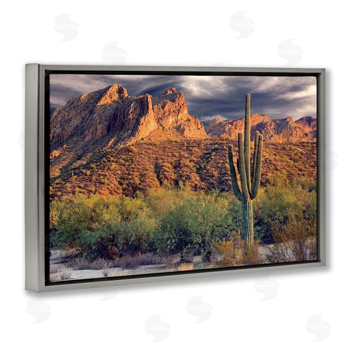 Mike Jones Tall And Strong Cactus View Canvas Wall Art Print