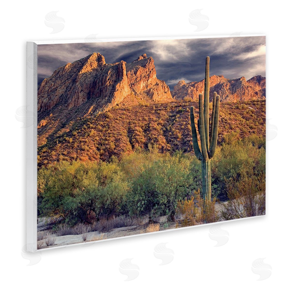 Mike Jones Tall And Strong Cactus View Canvas Wall Art Print