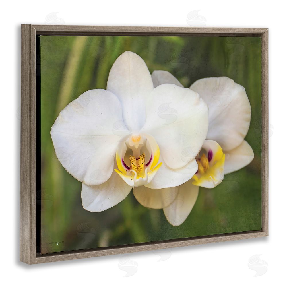 Seven Trees Design Orchid Blossom Glow Brown Floating Frame Canvas Wall Art Print