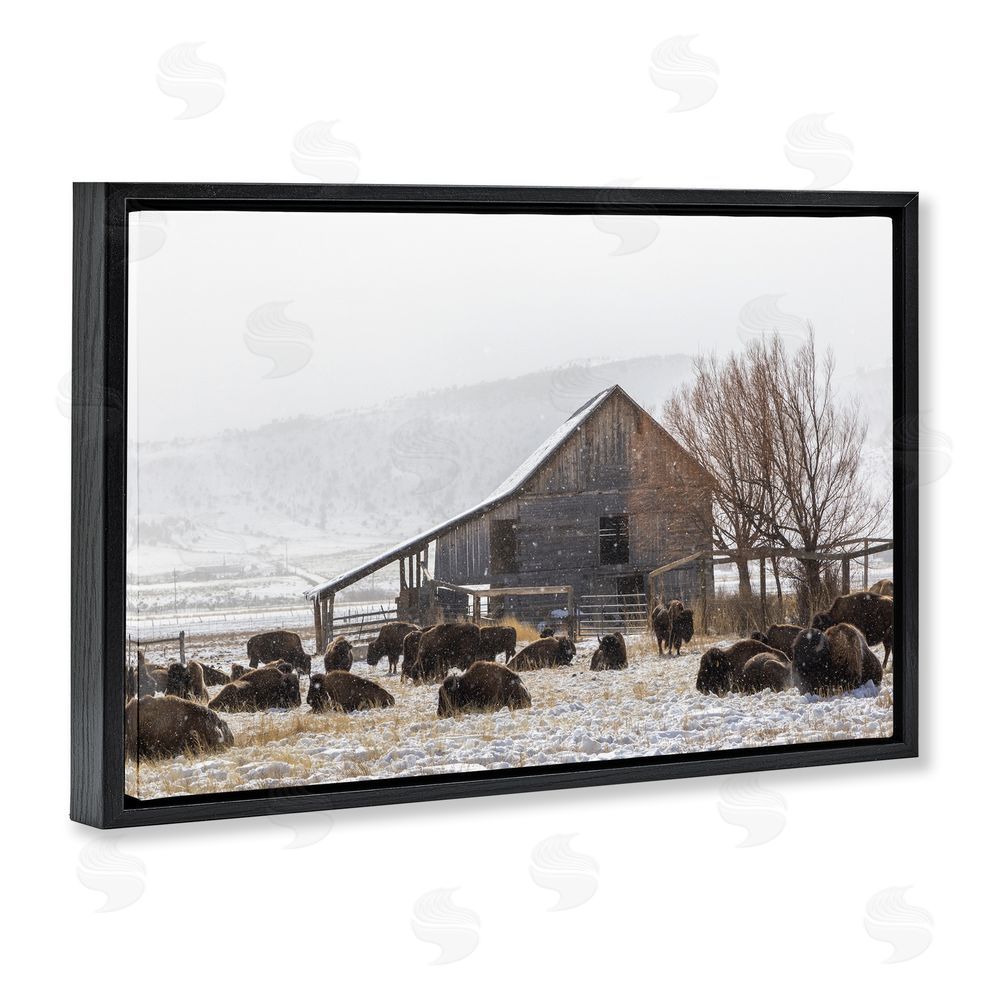 Jeff Poe Photography Colorado Buffalo Snowy Farm Black Floating Frame Canvas Wall Art Print