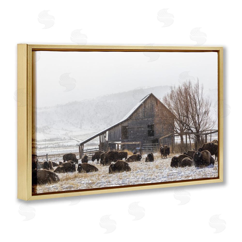 Jeff Poe Photography Colorado Buffalo Snowy Farm Gold Floating Frame Canvas Wall Art Print