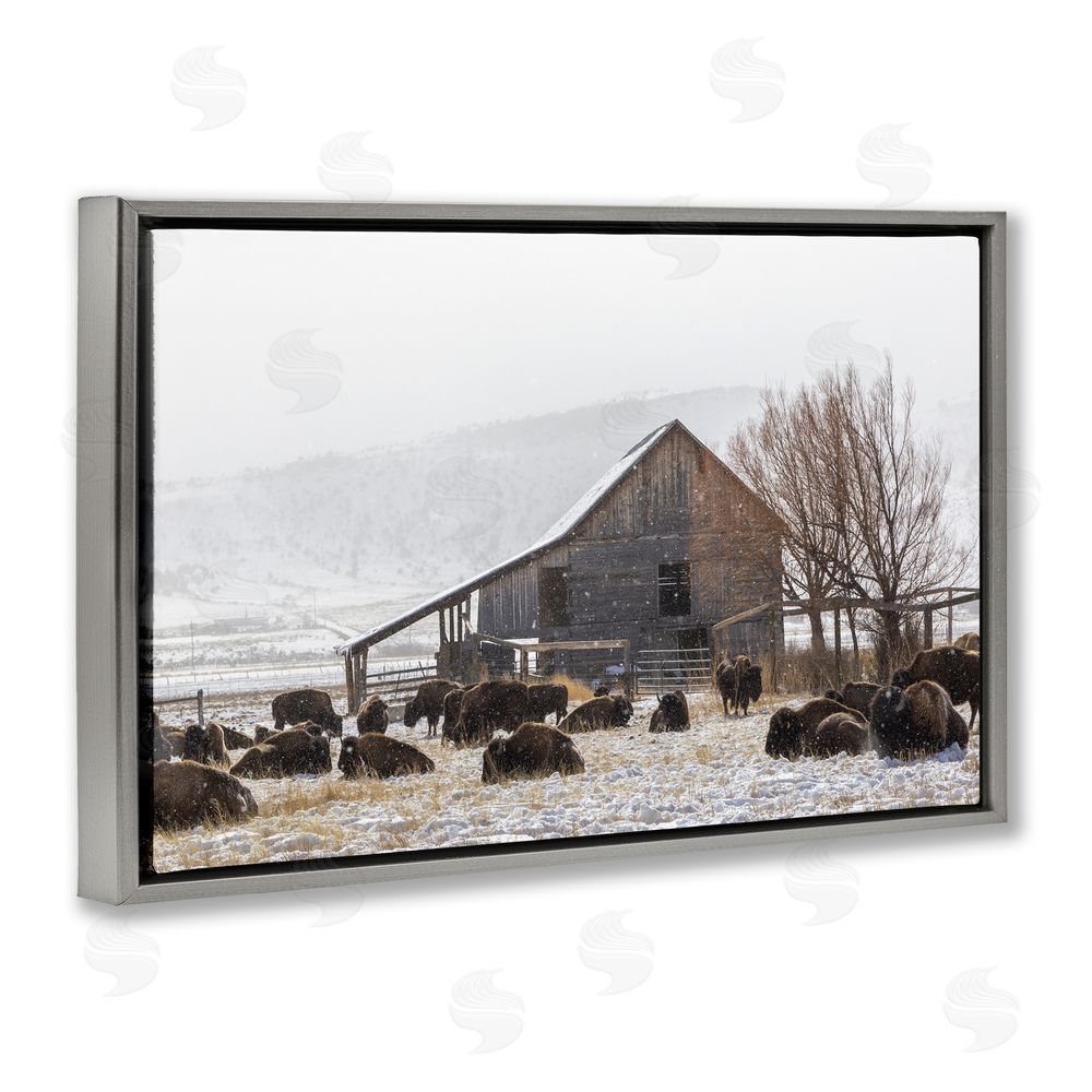 Jeff Poe Photography Colorado Buffalo Snowy Farm Gray Floating Frame Canvas Wall Art Print