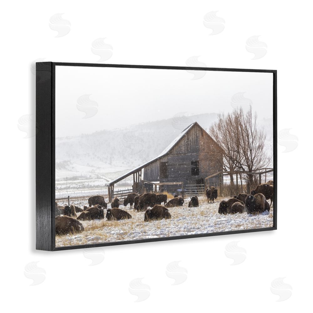 Jeff Poe Photography Colorado Buffalo Snowy Farm Black Framed Giclee Wall Art Print