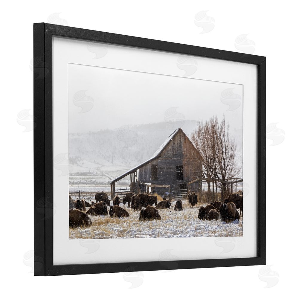 Jeff Poe Photography Colorado Buffalo Snowy Farm Black Framed Print Under Glass with White Mat Wall Art