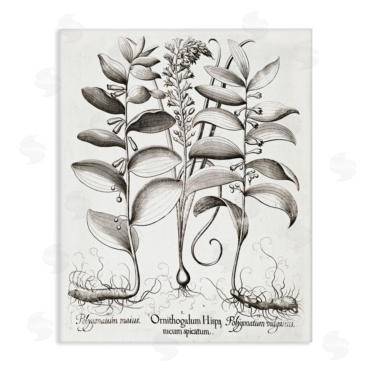 Lettered and Lined Vintage Botanical Root Study Stretched Canvas Wall Art Print