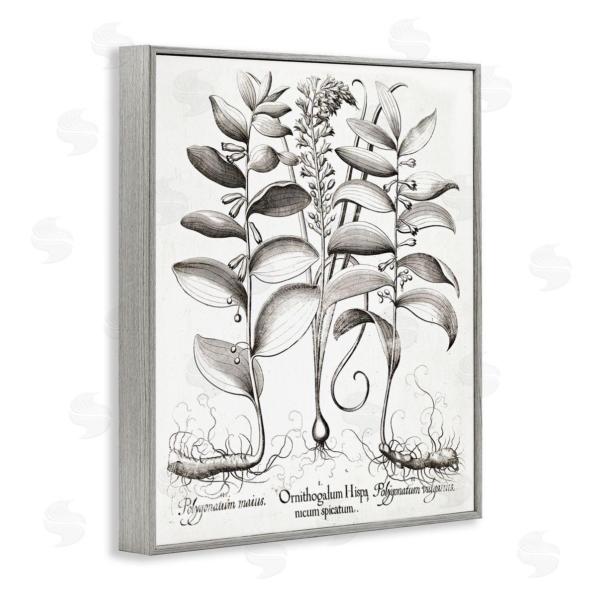 Lettered and Lined Vintage Botanical Root Study Gray Framed Giclee Print Wall Art