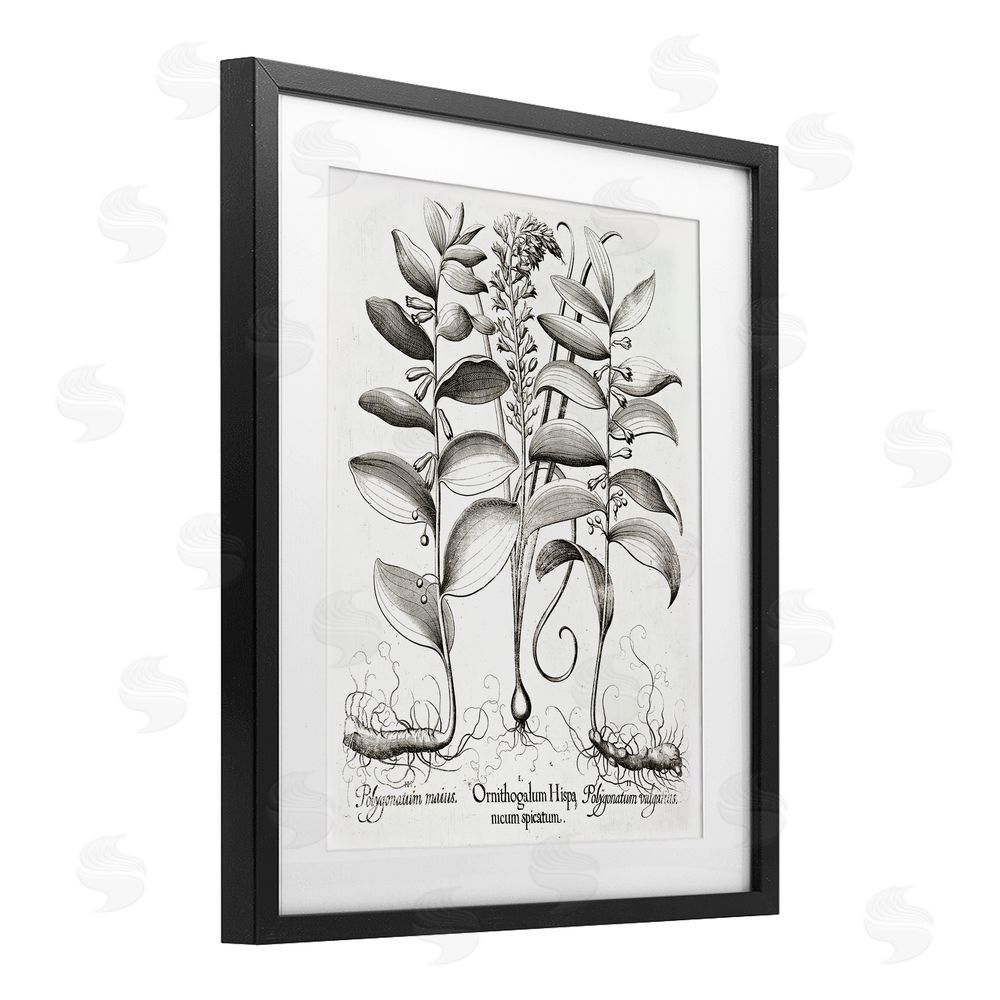 Lettered and Lined Vintage Botanical Root Study Black Framed Print Under Glass Wall Art