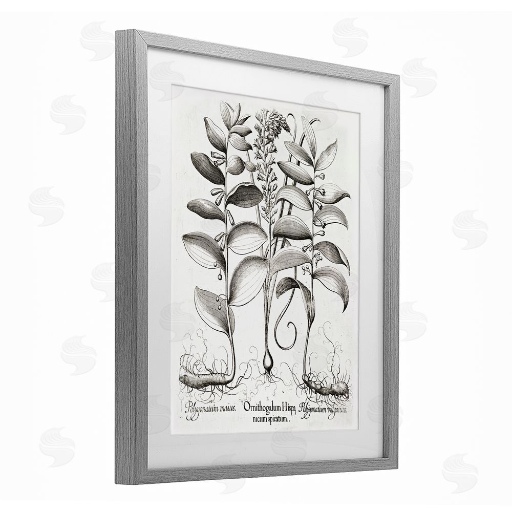 Lettered and Lined Vintage Botanical Root Study Gray Framed Print Under Glass Wall Art