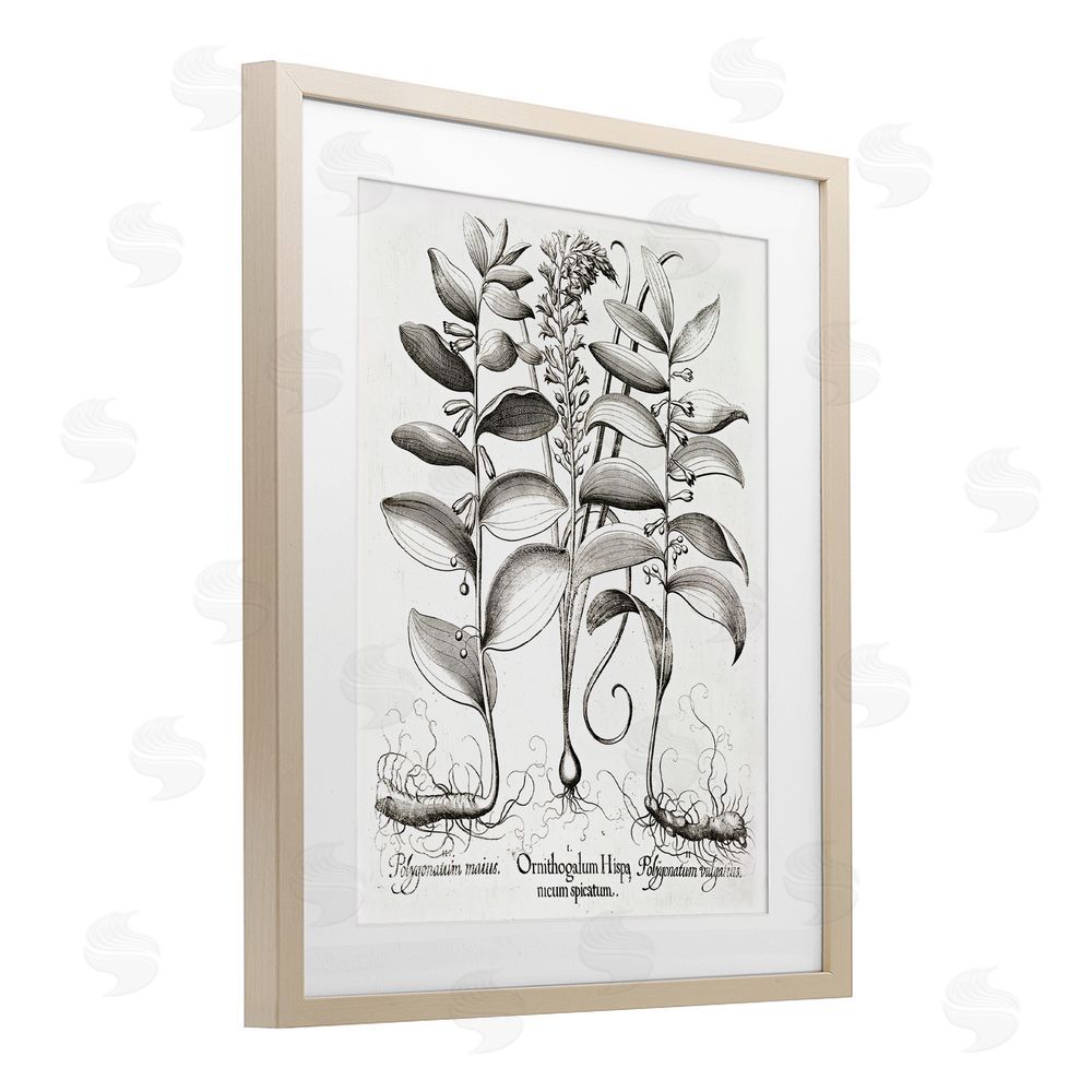 Lettered and Lined Vintage Botanical Root Study Brown Framed Print Under Glass Wall Art