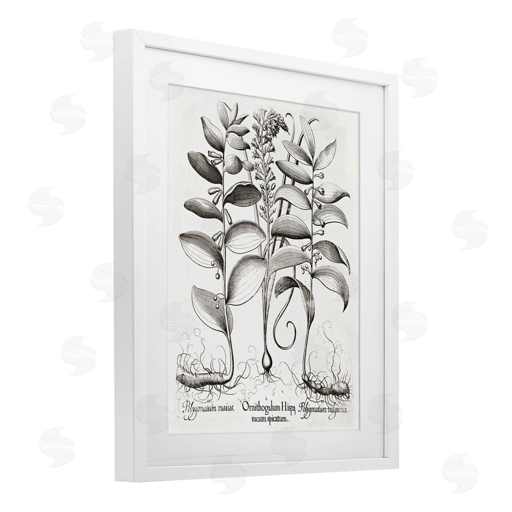Lettered and Lined Vintage Botanical Root Study White Framed Print Under Glass Wall Art