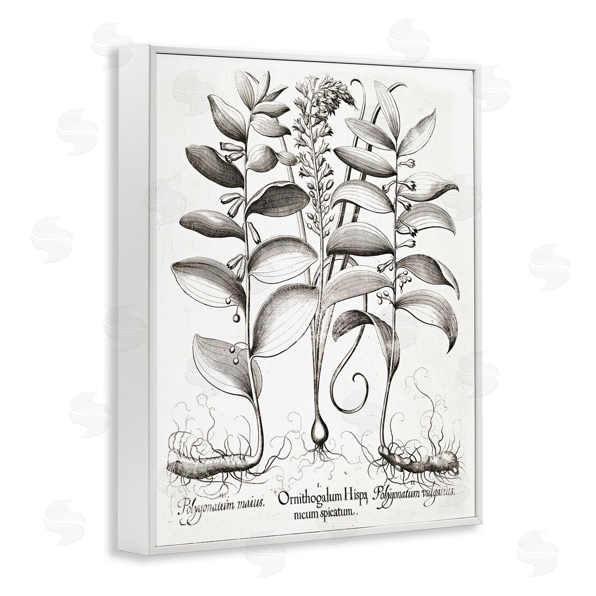 Lettered and Lined Vintage Botanical Root Study White Framed Giclee Print Wall Art