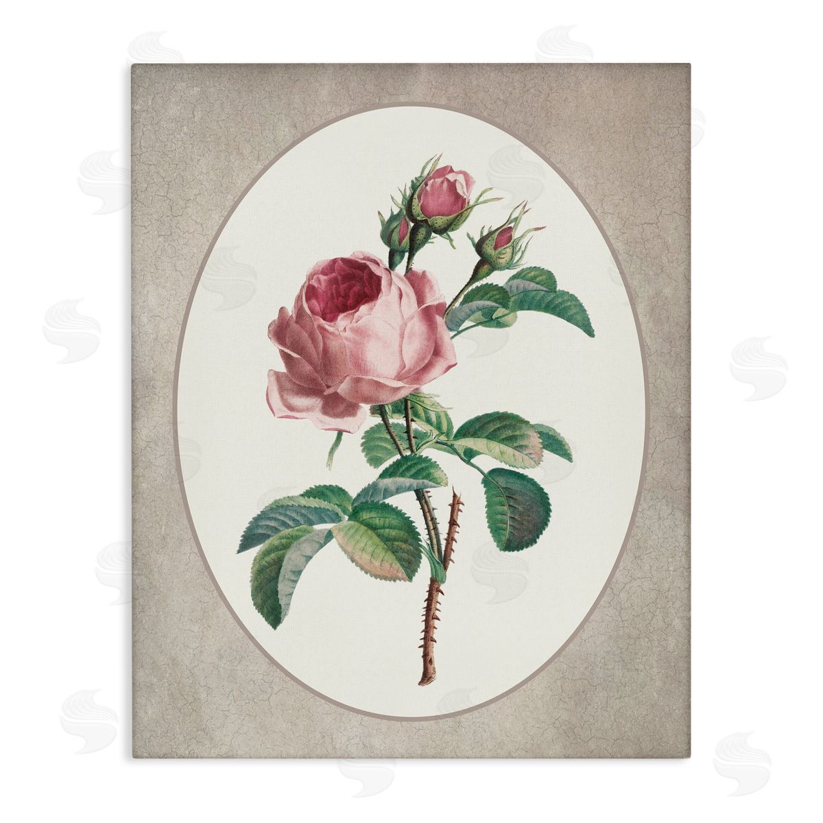 Lettered and Lined Vintage Rose within Oval Stretched Canvas Wall Art Print