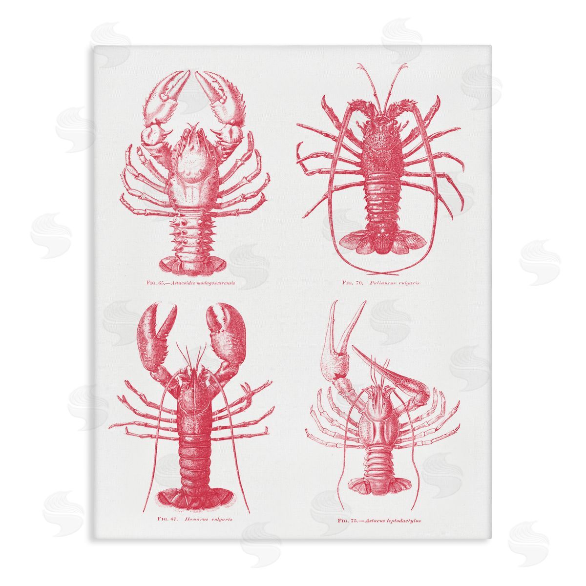 Lettered and Lined Timeless Lobsters Species Stretched Canvas Wall Art Print