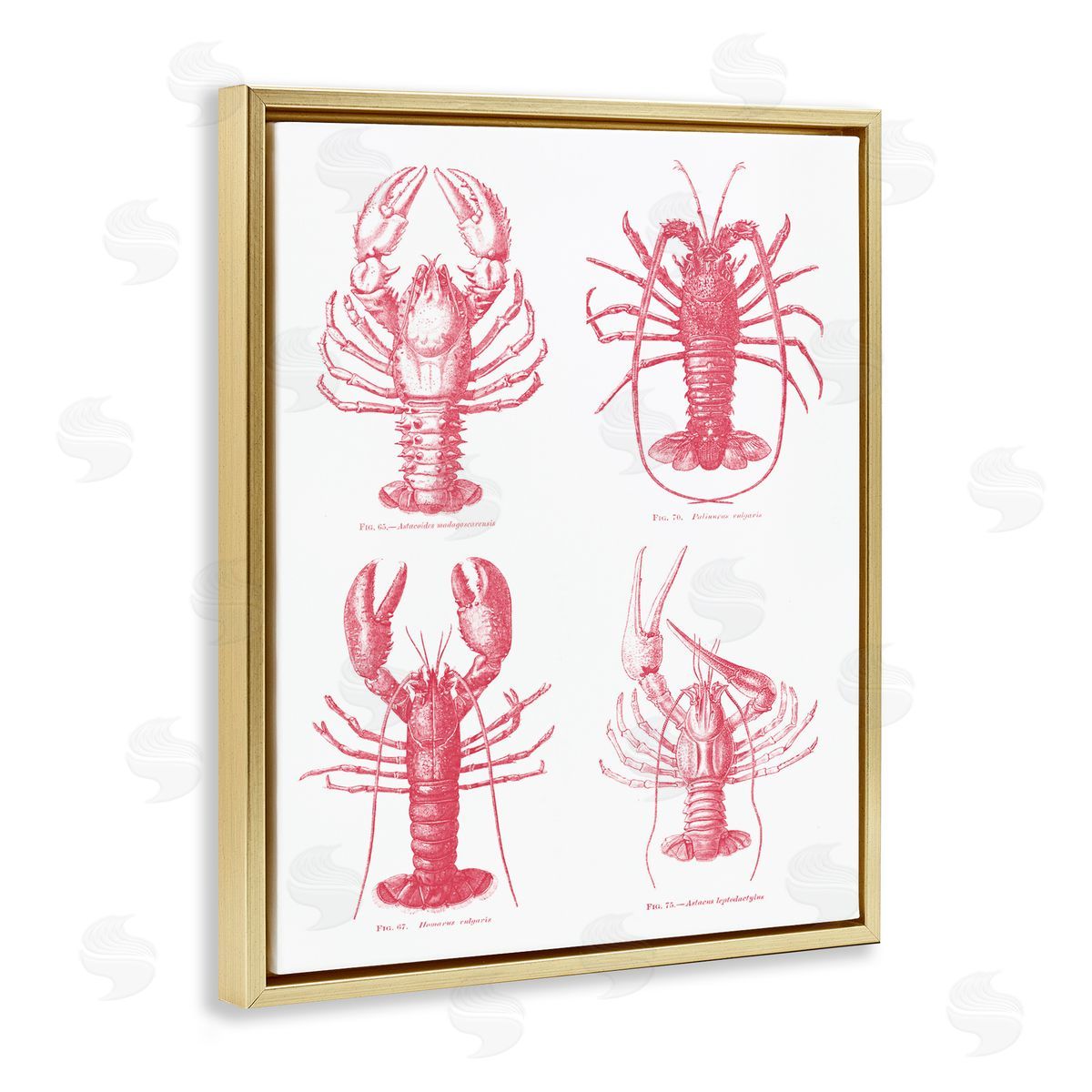 Lettered and Lined Timeless Lobsters Species Gold Floating Frame Canvas Wall Art Print