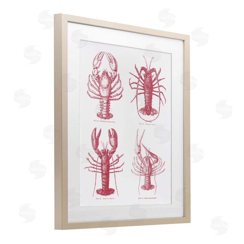 Lettered and Lined Timeless Lobsters Species Brown Framed Print Under Glass Wall Art