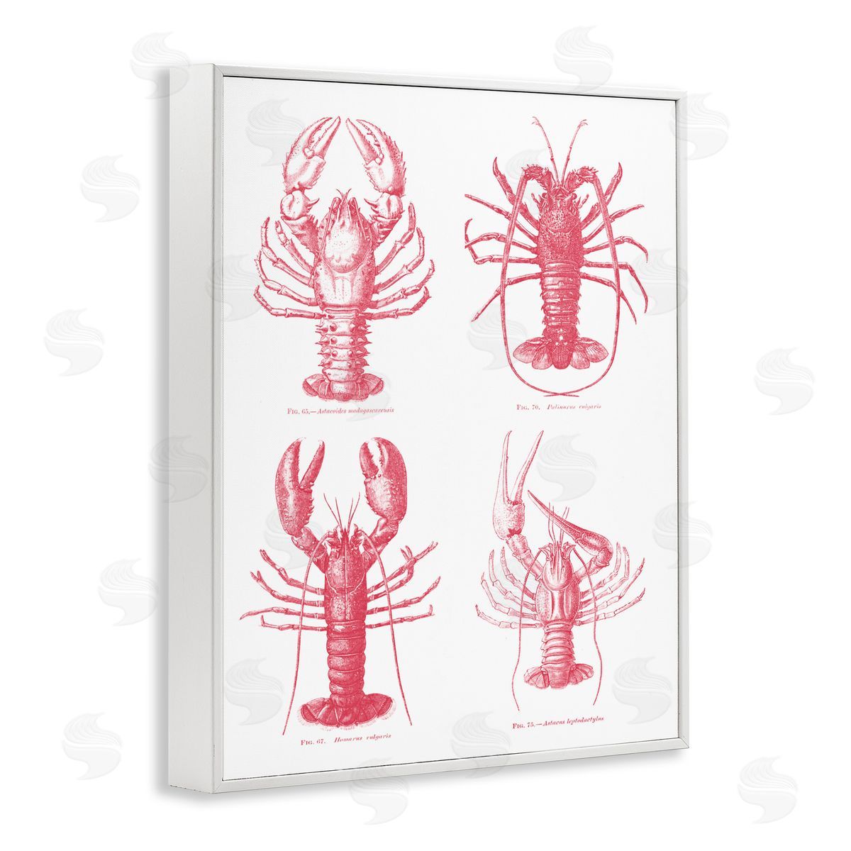 Lettered and Lined Timeless Lobsters Species White Framed Giclee Print Wall Art
