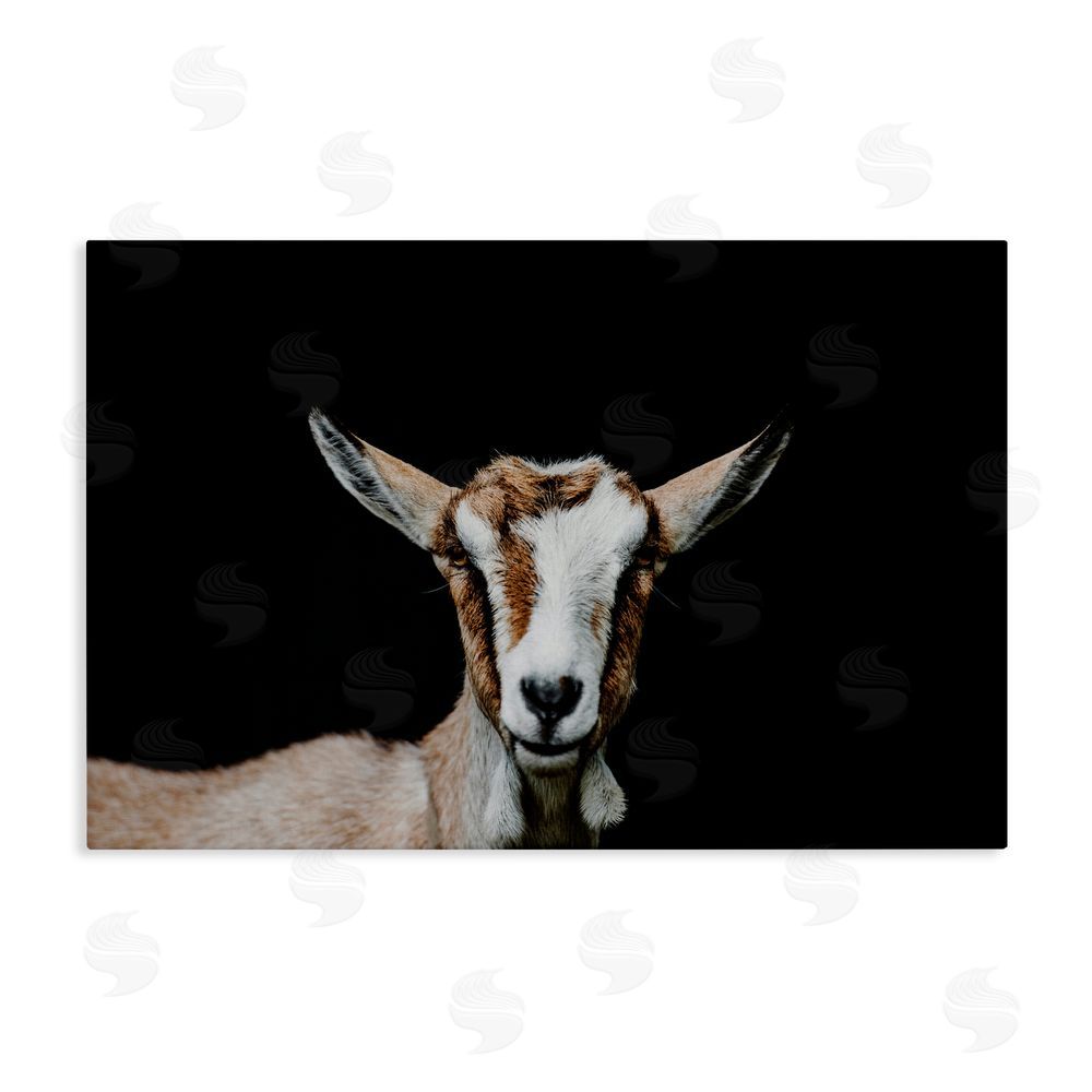 Amy Carroll Goat Face over Black Stretched Canvas Wall Art Print