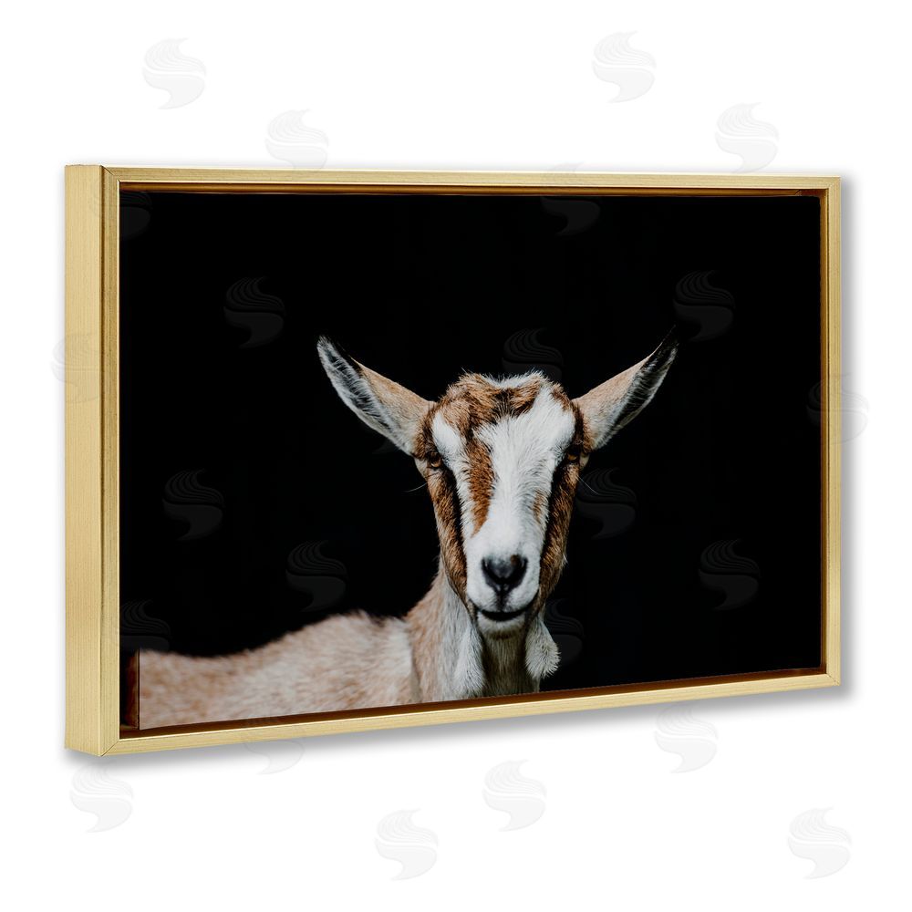 Amy Carroll Goat Face over Black Gold Floating Frame Canvas Wall Art Print