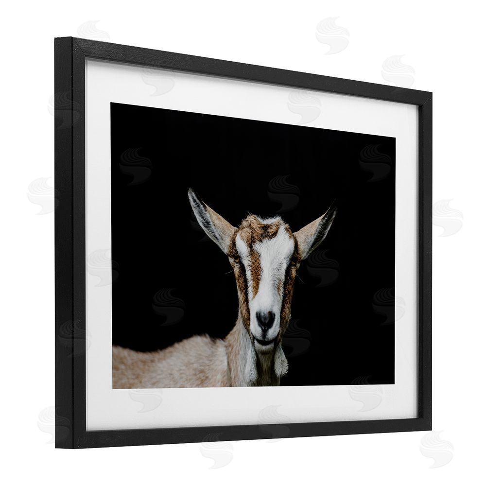 Amy Carroll Goat Face over Black Black Framed Print Under Glass Wall Art