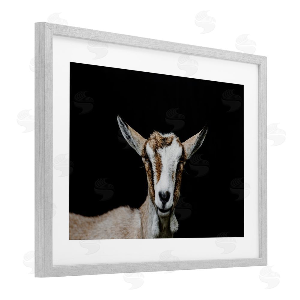 Amy Carroll Goat Face over Black Gray Framed Print Under Glass Wall Art