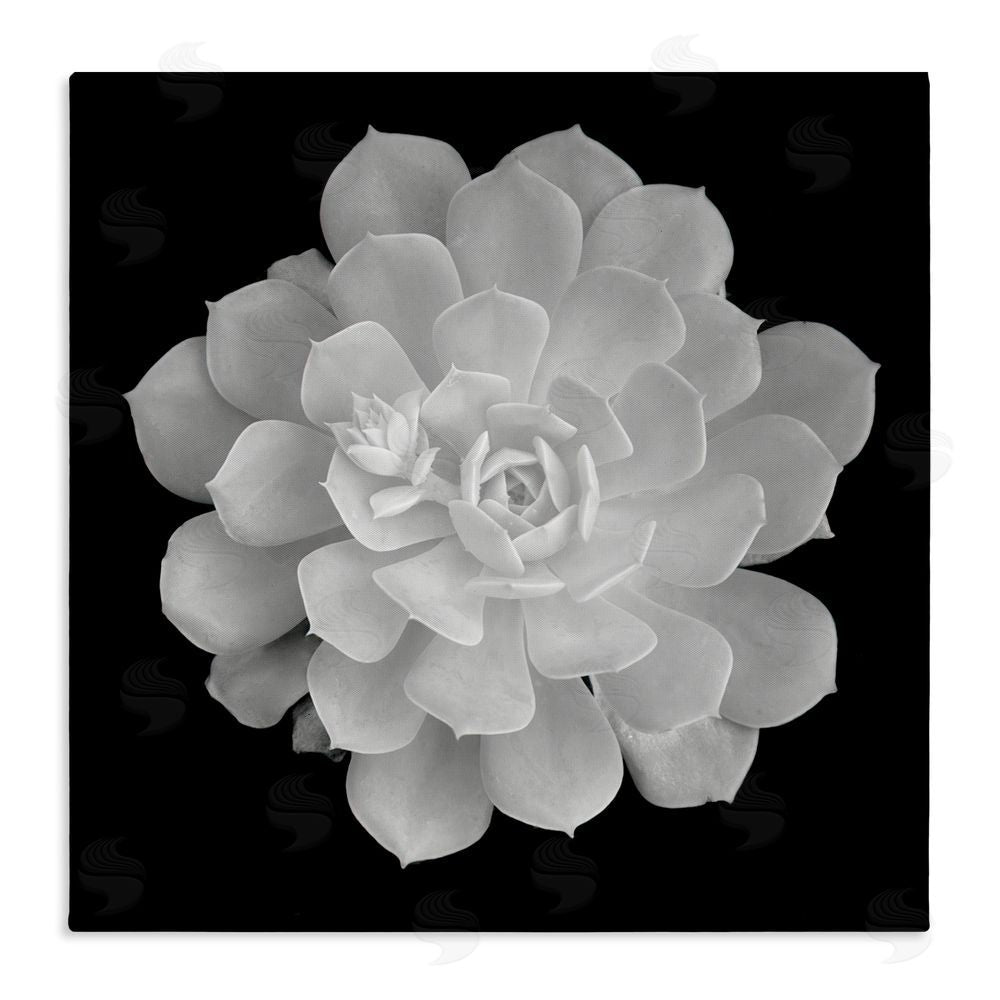 Phillip Flowers Pure White Succulent Contrast Stretched Canvas Wall Art Print