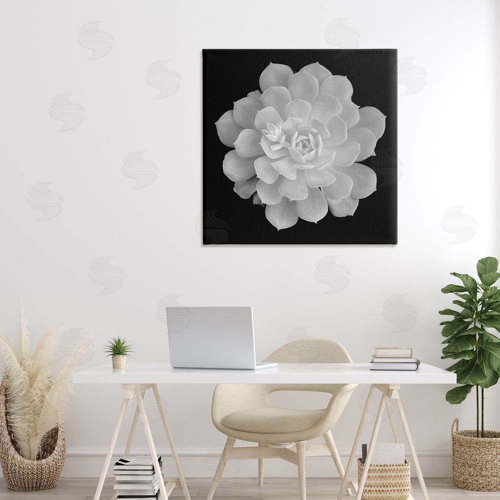 Phillip Flowers Pure White Succulent Contrast Stretched Canvas Wall Art Print in Room