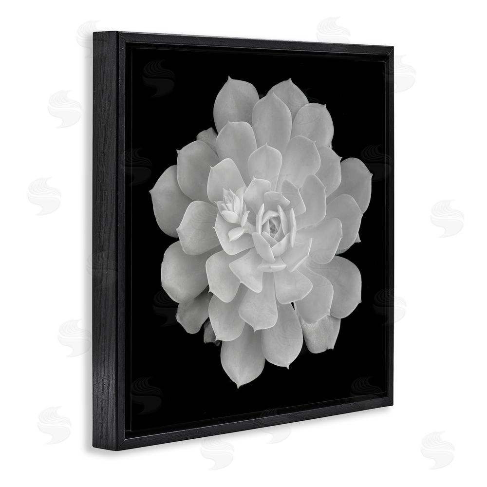 Phillip Flowers Pure White Succulent Contrast Black Floating Frame Canvas Wall Art Print