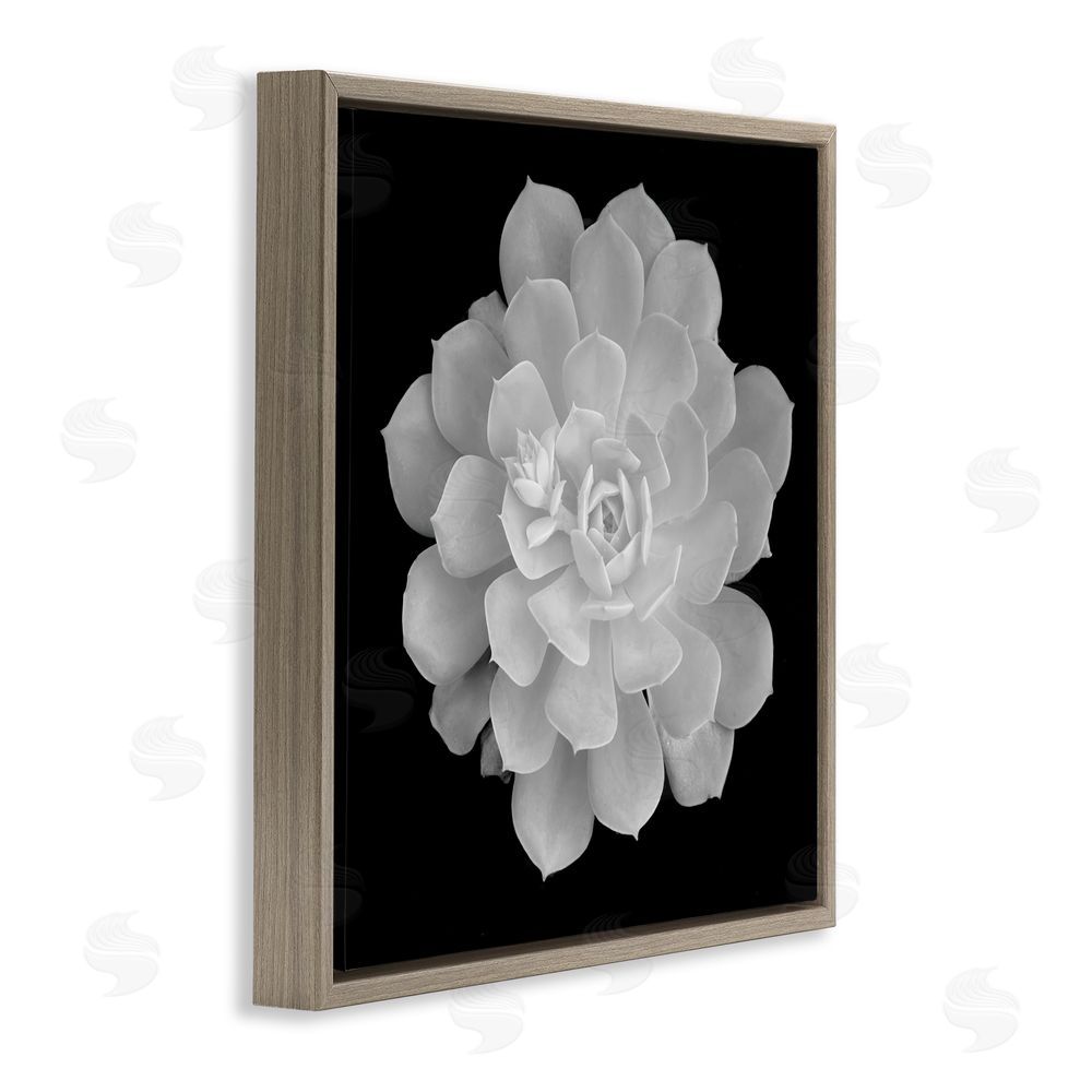 Phillip Flowers Pure White Succulent Contrast Brown Floating Frame Canvas Wall Art Print