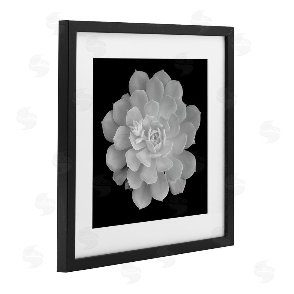 Phillip Flowers Pure White Succulent Contrast Black Framed Print Under Glass Wall Art